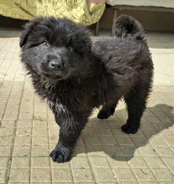 Brian 2 mesi taglia media grande  | Foto 4