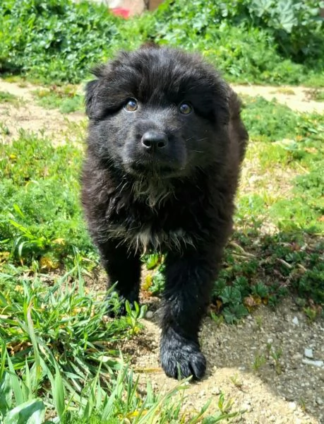 Brian 2 mesi taglia media grande  | Foto 2