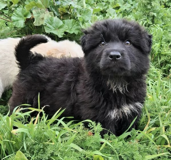 Brian 2 mesi taglia media grande  | Foto 1