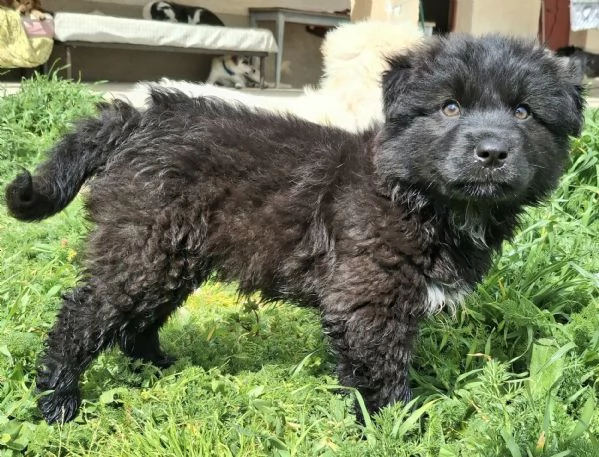 Brian 2 mesi taglia media grande 