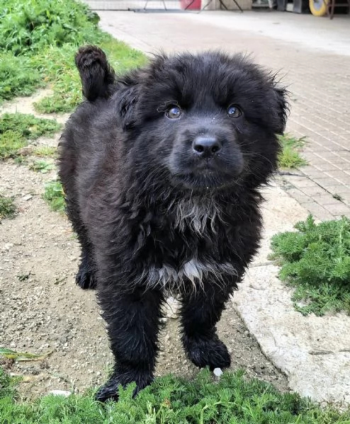 Brian 2 mesi taglia media grande  | Foto 0