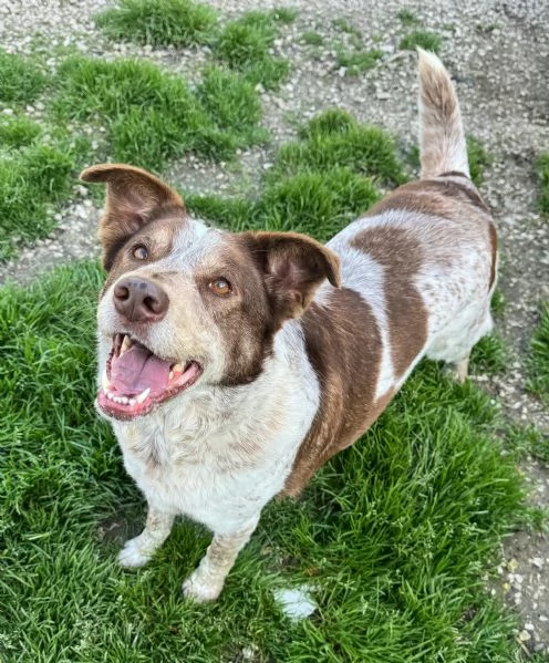 Kikka 4 anni Taglia media  | Foto 5