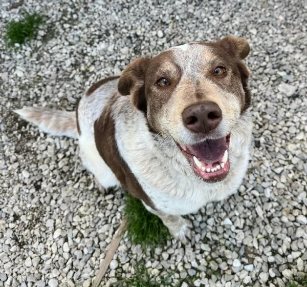 Kikka 4 anni Taglia media  | Foto 3