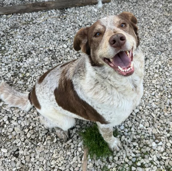 Kikka 4 anni Taglia media  | Foto 2