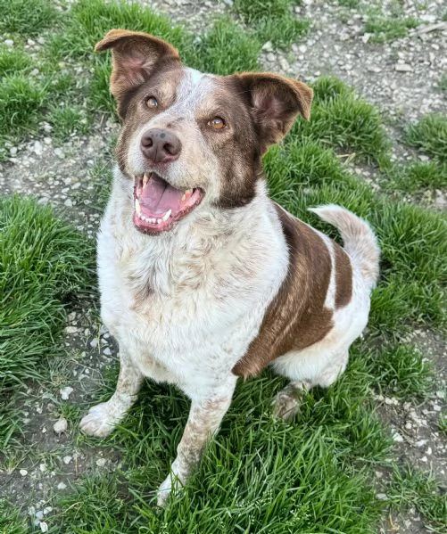 Kikka 4 anni Taglia media  | Foto 1