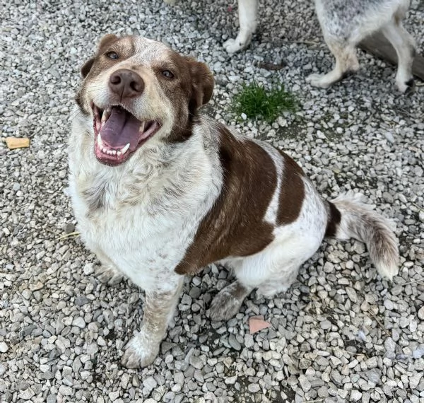 Kikka 4 anni Taglia media  | Foto 0