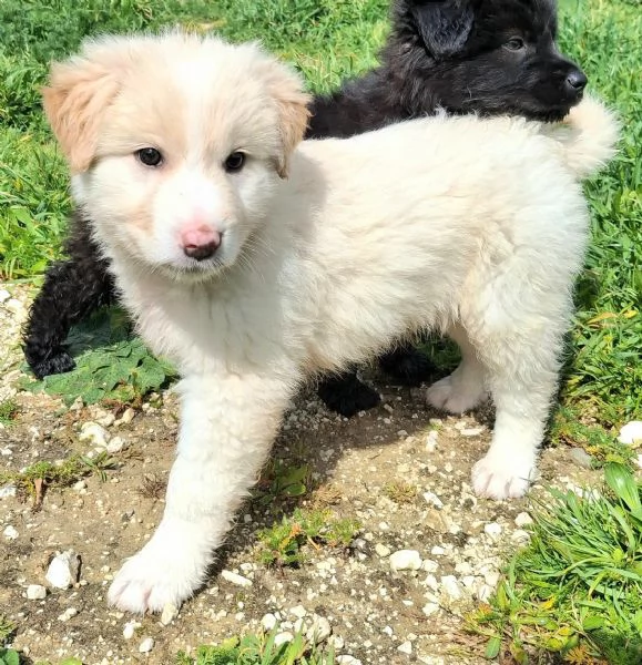 Dexter 2 mesi taglia media grande  | Foto 3