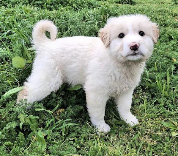 Dexter 2 mesi taglia media grande 