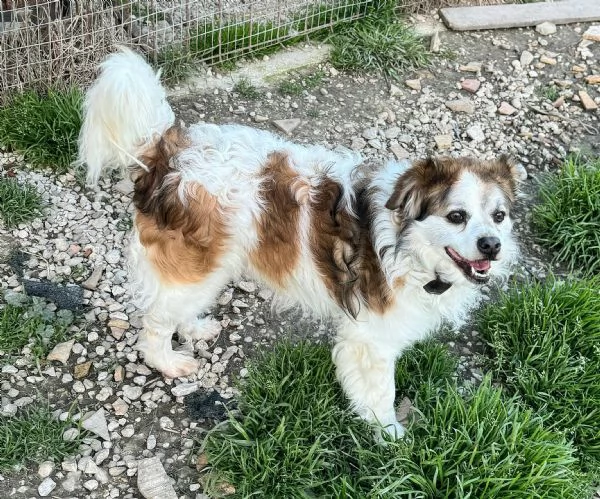 Birillo 4 anni Taglia piccola  | Foto 6