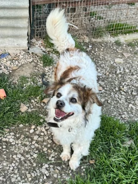 Birillo 4 anni Taglia piccola  | Foto 3