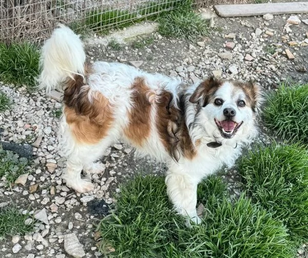 Birillo 4 anni Taglia piccola 