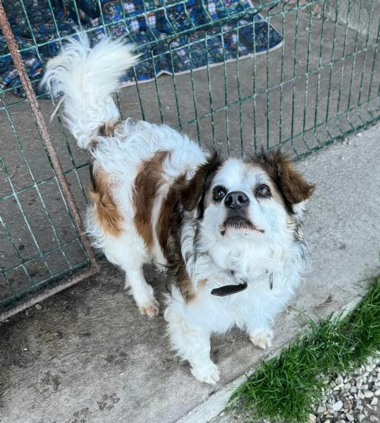 Birillo 4 anni Taglia piccola  | Foto 1