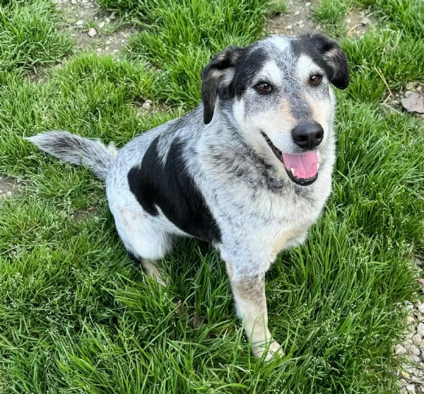 Mila 4 anni Taglia media  | Foto 3