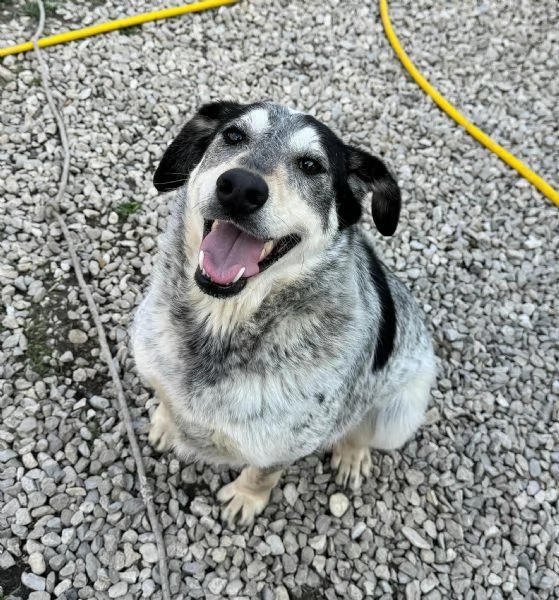 Mila 4 anni Taglia media  | Foto 1