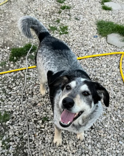 Mila 4 anni Taglia media 