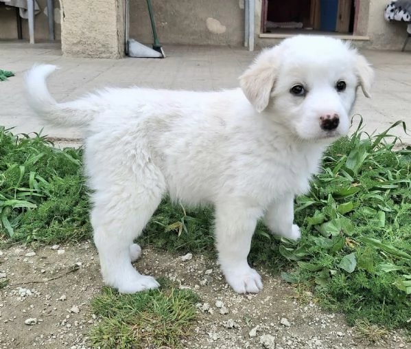 Wilma 2 mesi taglia media  | Foto 1