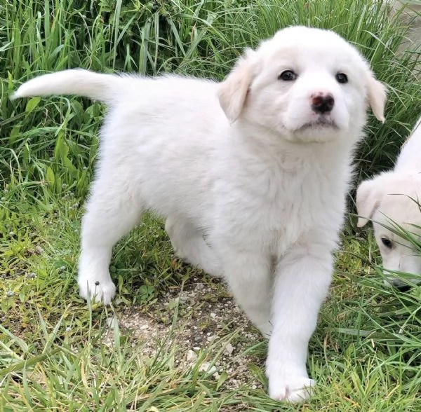 Wilma 2 mesi taglia media  | Foto 0