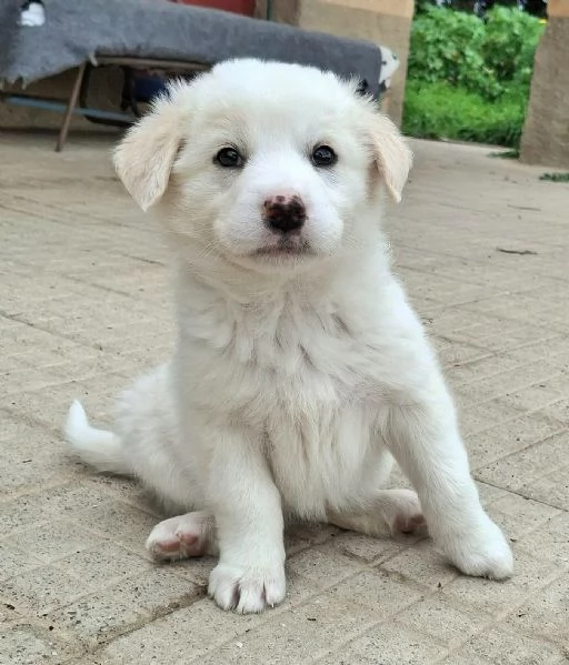 Wilma 2 mesi taglia media 