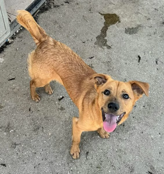 Mino 1 anno taglia piccola  | Foto 2