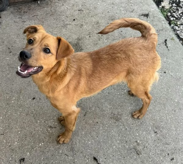 Mino 1 anno taglia piccola  | Foto 0