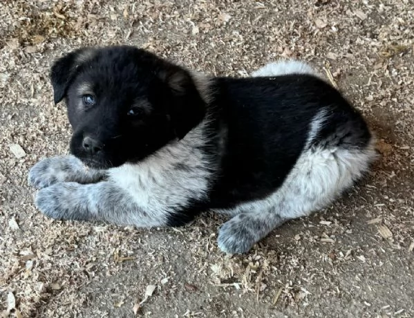 Aiko 50 giorni taglia grande  | Foto 3