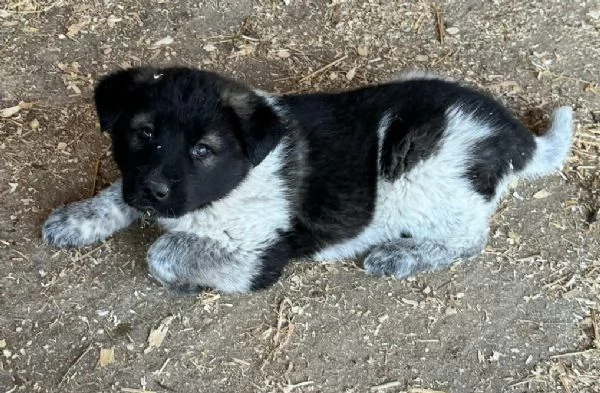 Aiko 50 giorni taglia grande  | Foto 2