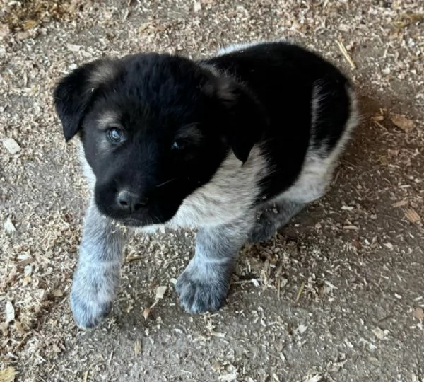 Aiko 50 giorni taglia grande  | Foto 1