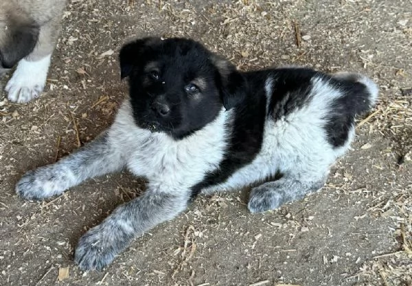 Aiko 50 giorni taglia grande  | Foto 0