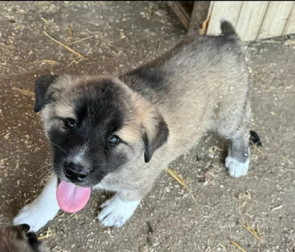 Momo 50 giorni taglia grande | Foto 2