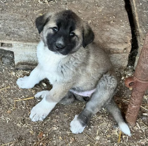 Momo 50 giorni taglia grande | Foto 1