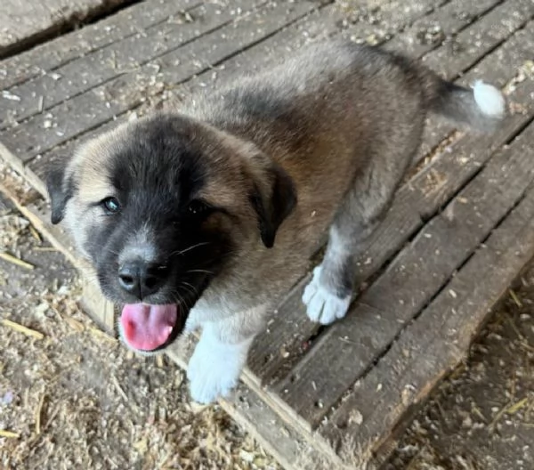 Momo 50 giorni taglia grande | Foto 0