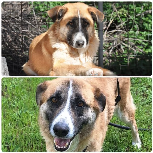 Ambra 4 anni Taglia grande 