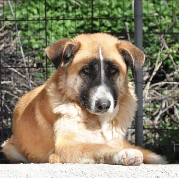 Ambra 4 anni Taglia grande  | Foto 5