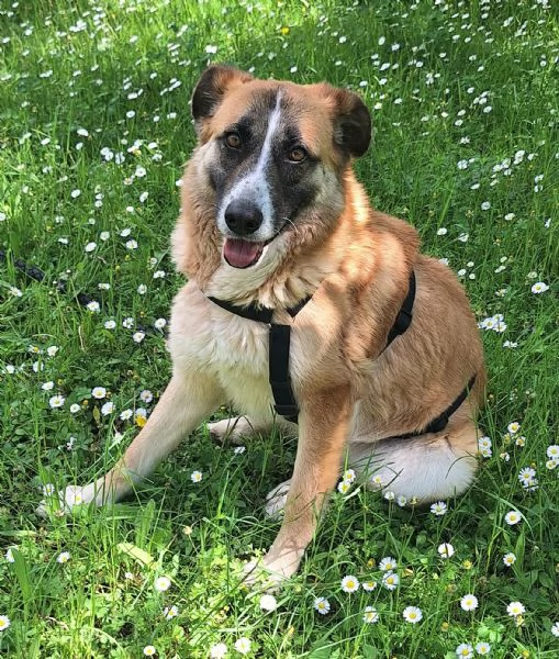 Ambra 4 anni Taglia grande  | Foto 3