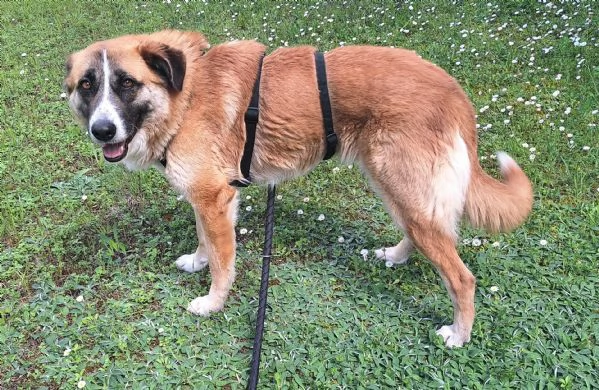 Ambra 4 anni Taglia grande  | Foto 2