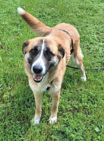 Ambra 4 anni Taglia grande  | Foto 1