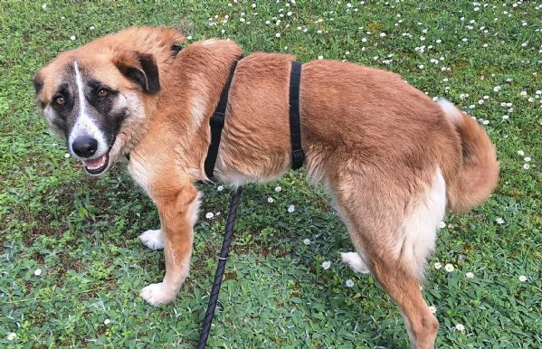 Ambra 4 anni Taglia grande  | Foto 0