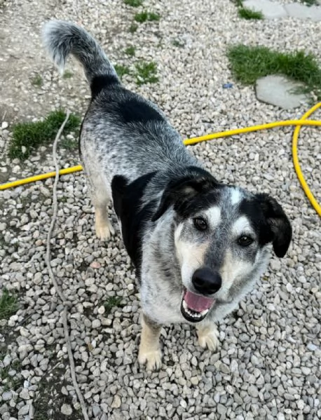 Mila 4 anni Taglia media  | Foto 3