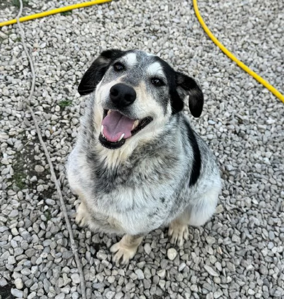 Mila 4 anni Taglia media  | Foto 2