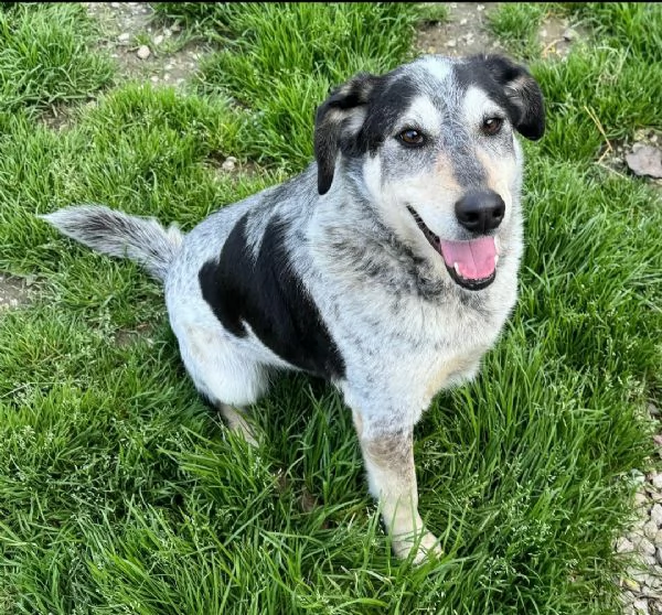 Mila 4 anni Taglia media  | Foto 1