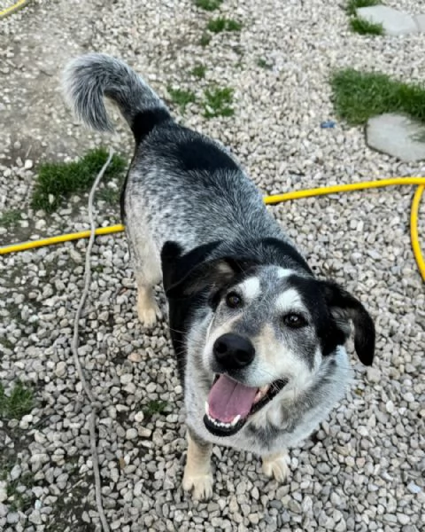 Mila 4 anni Taglia media 