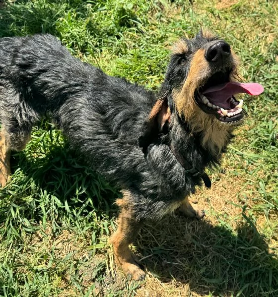 Aramis 5 anni segugio  | Foto 3