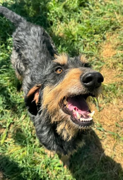 Aramis 5 anni segugio  | Foto 0