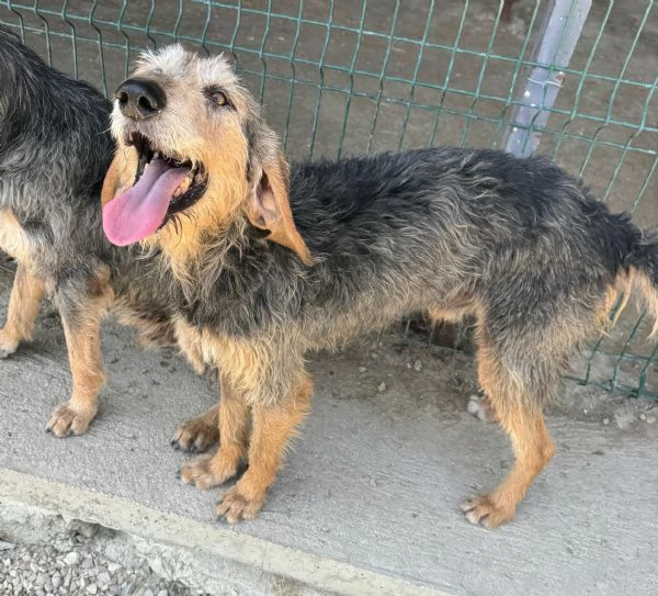 Athos 5 anni segugio pelo ruvido | Foto 3