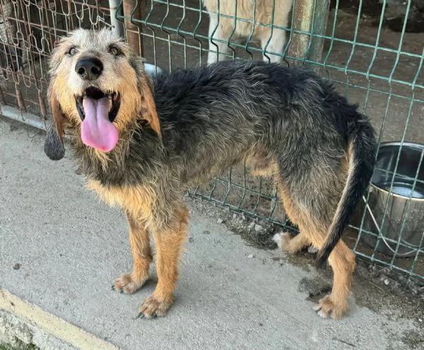 Athos 5 anni segugio pelo ruvido