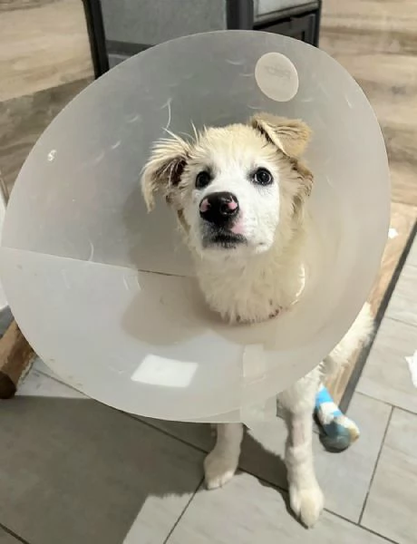 Ettore 6 mesi adozione del cuore | Foto 1
