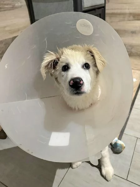 Ettore 6 mesi adozione del cuore | Foto 0