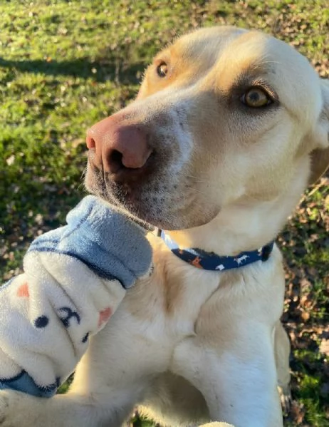 Lily 2 anni mix labrador | Foto 0