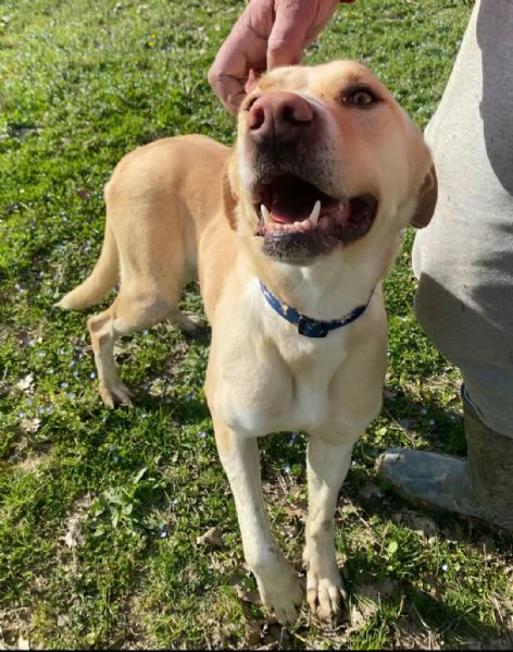 Lily 2 anni mix labrador