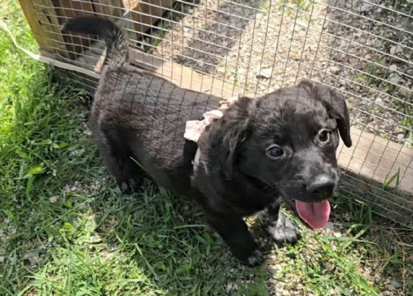 Milla 2 mesi taglia media 